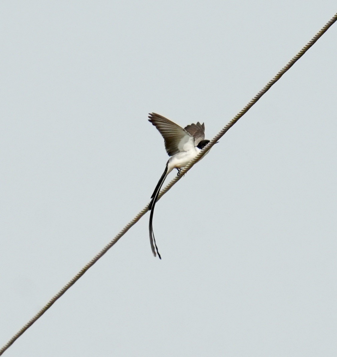 Fork-tailed Flycatcher - ML624227731