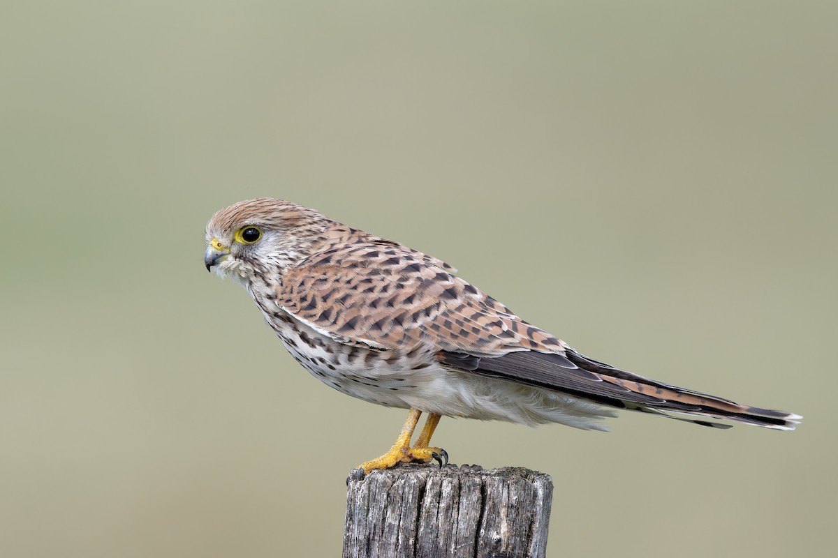 Eurasian Kestrel - ML624227732