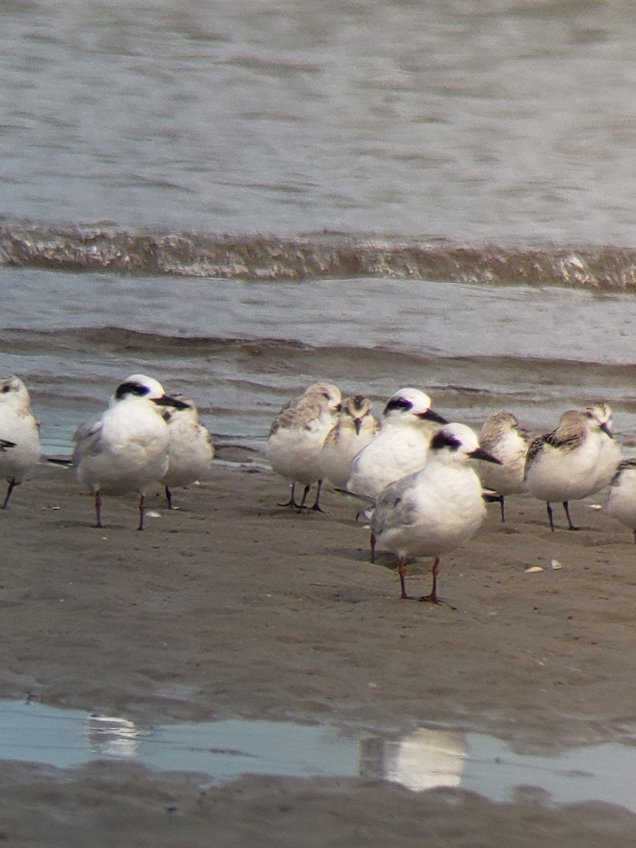 Forster's Tern - ML624227733