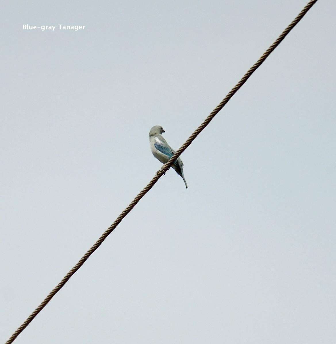 Blue-gray Tanager - ML624227734