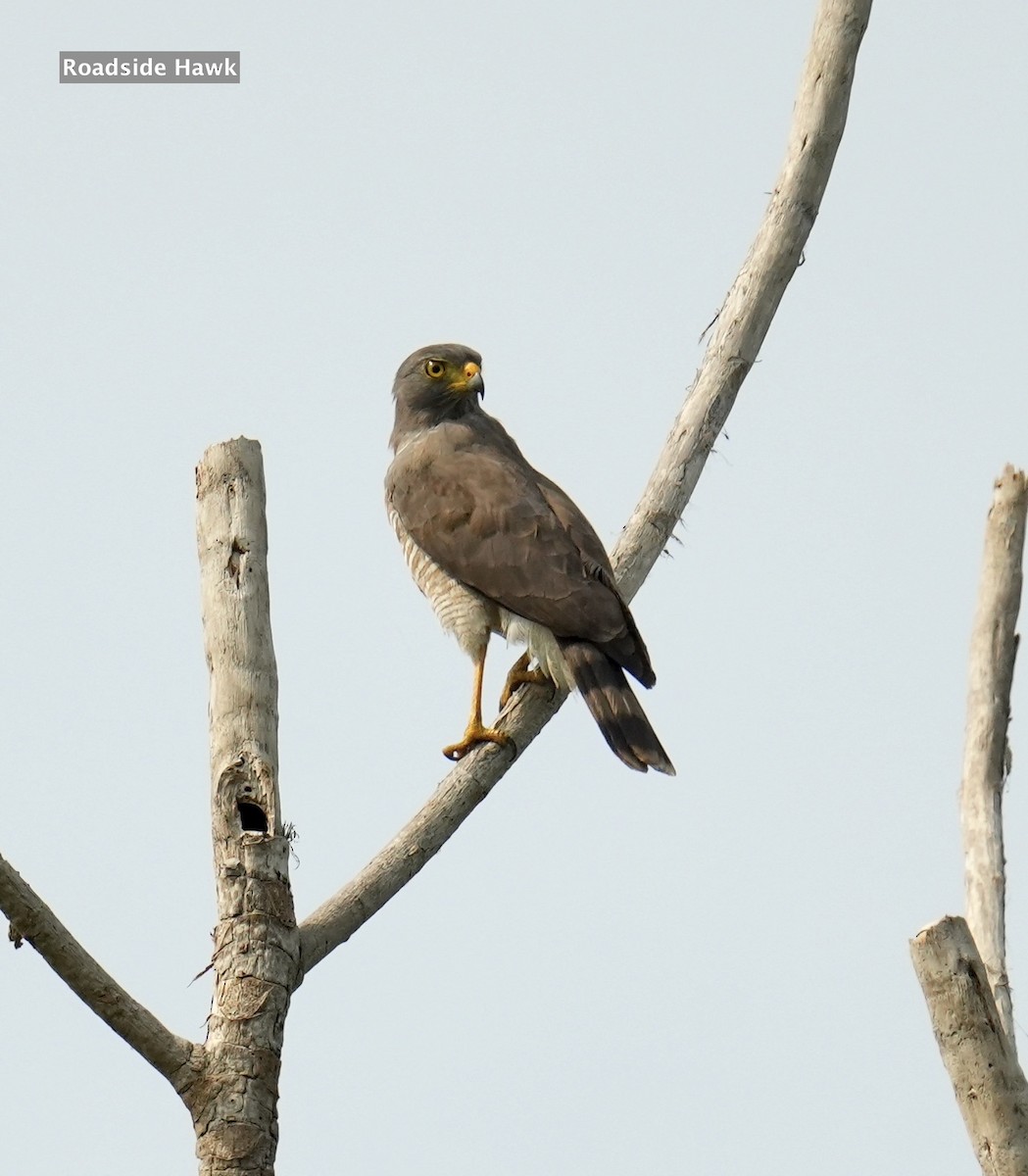 Roadside Hawk - ML624227739