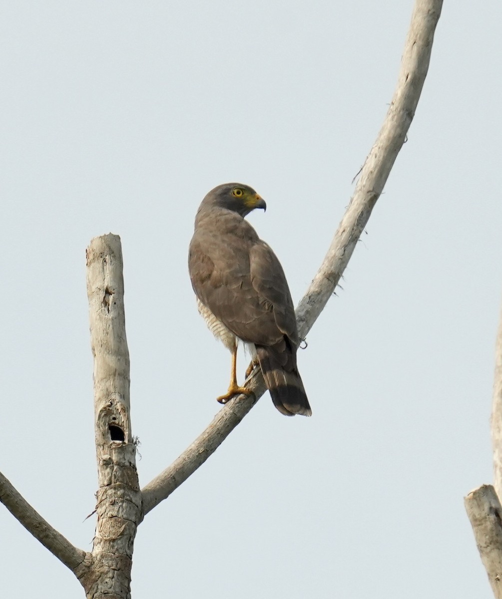 Roadside Hawk - ML624227740