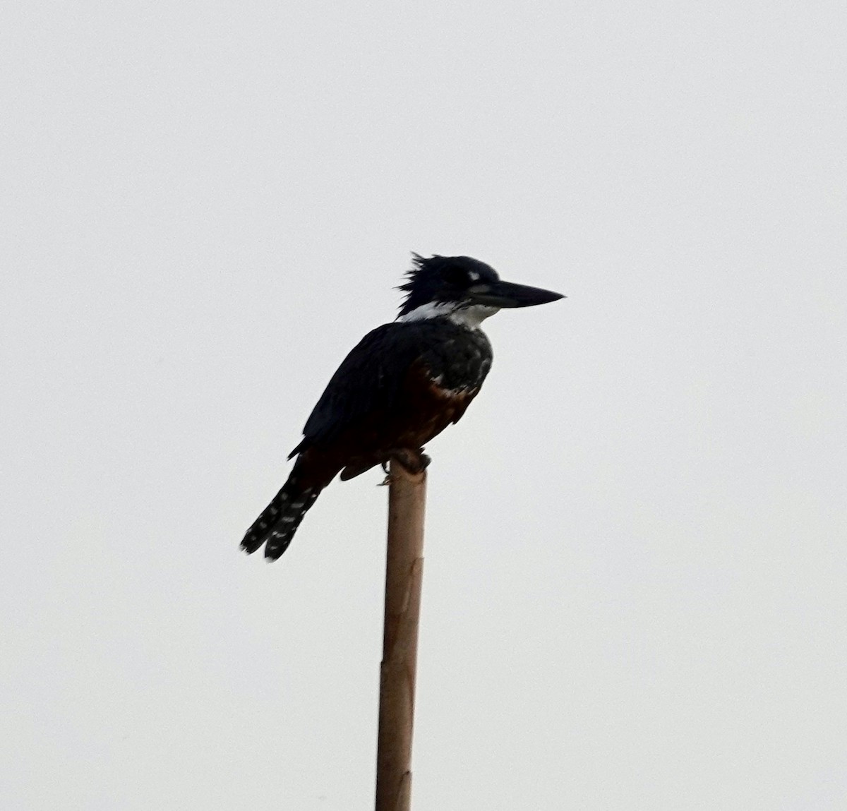 Ringed Kingfisher - ML624227744