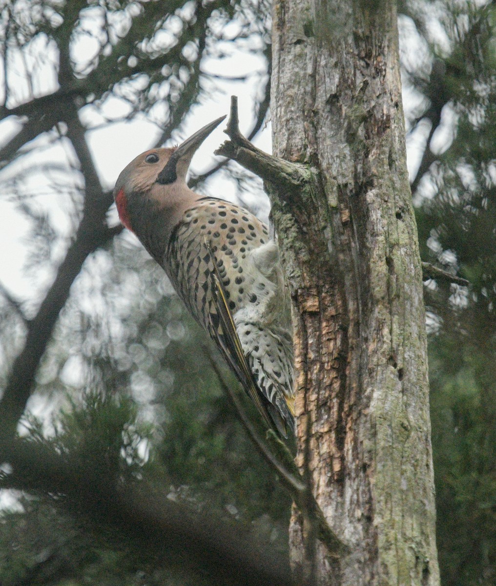 Northern Flicker - ML624227749