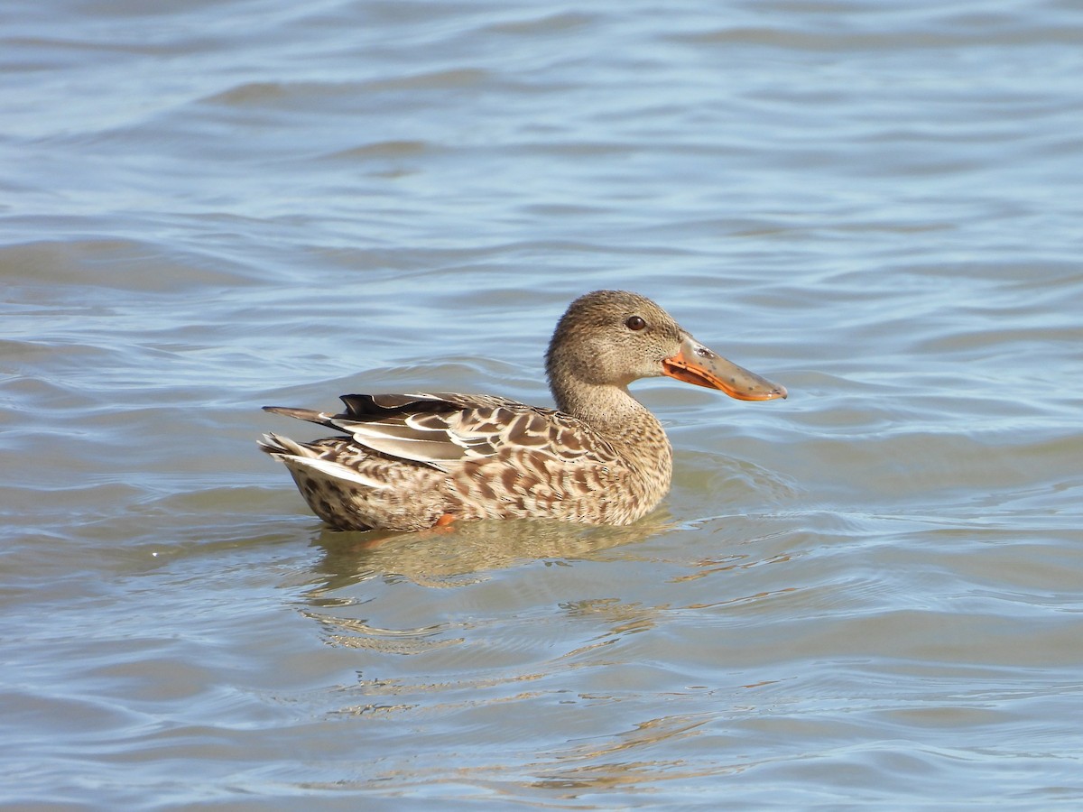 Northern Shoveler - ML624227752