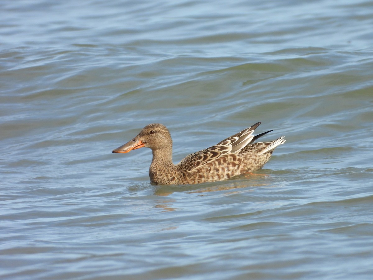 Northern Shoveler - ML624227753