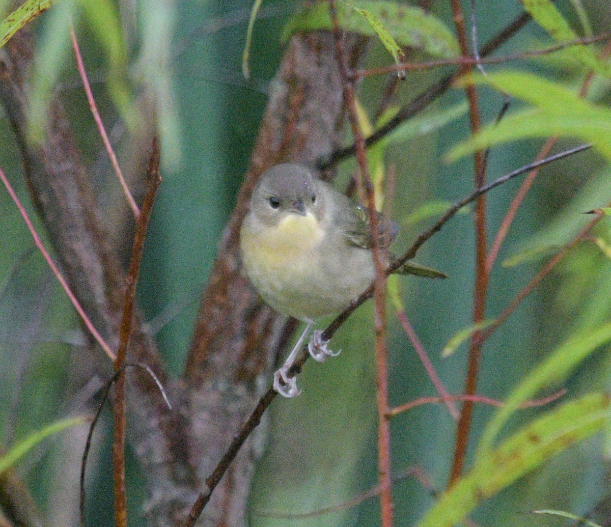 Common Yellowthroat - ML624227754