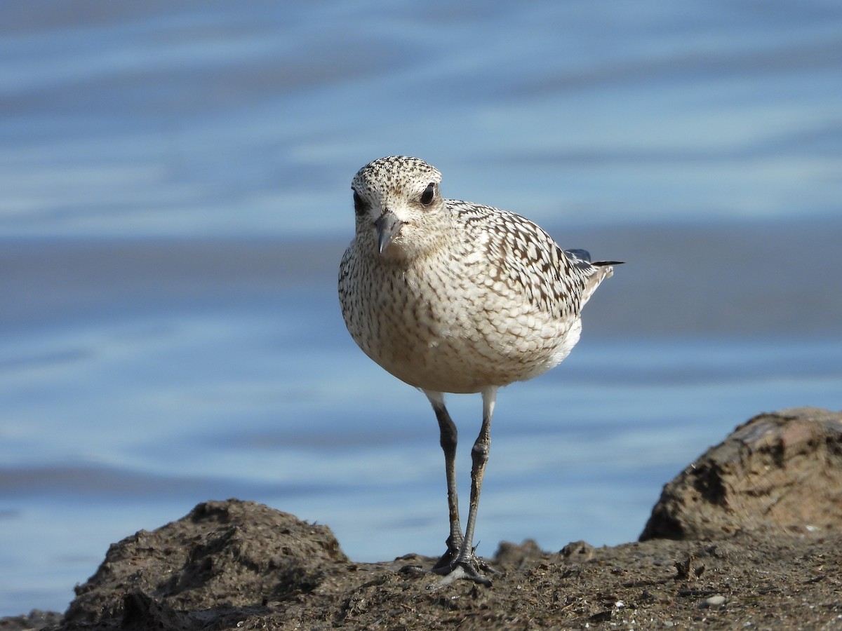 Black-bellied Plover - ML624227756