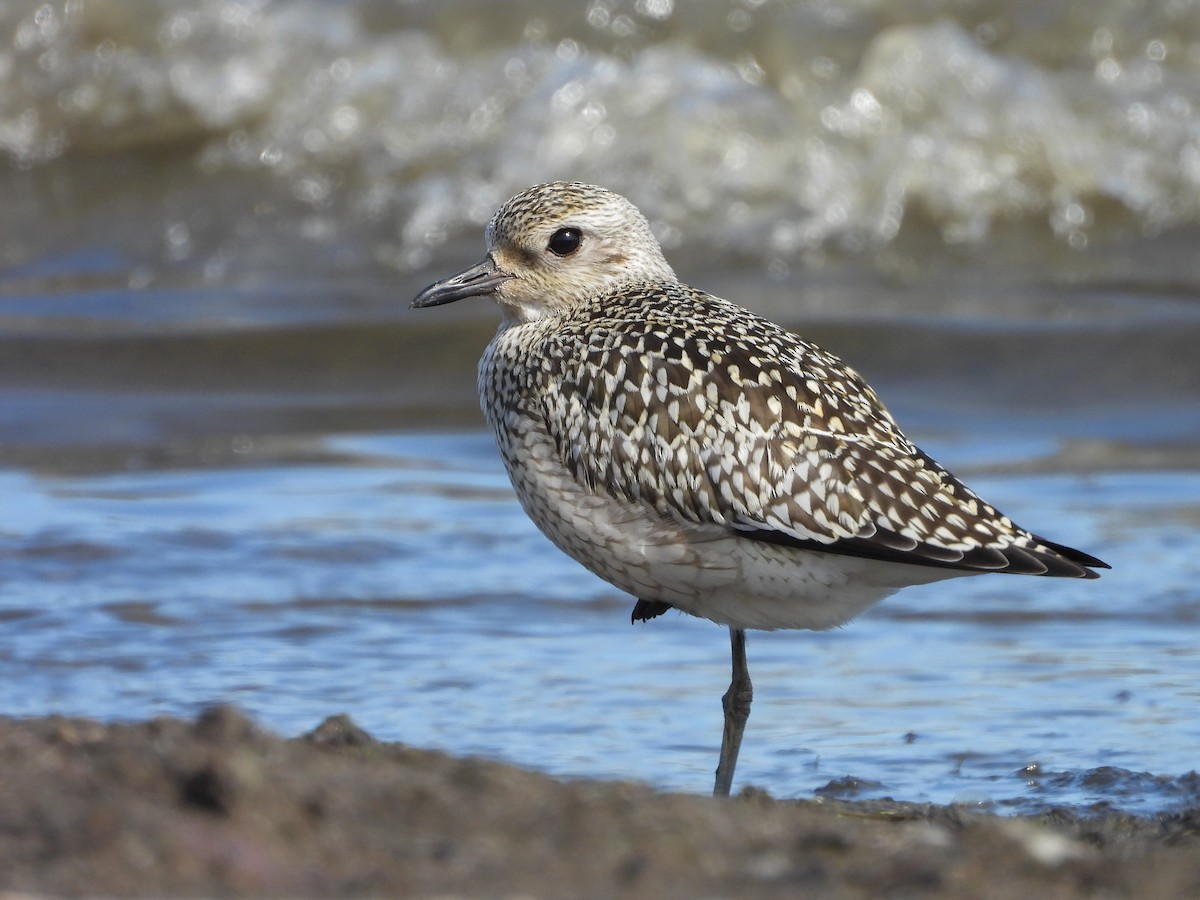 Black-bellied Plover - ML624227757