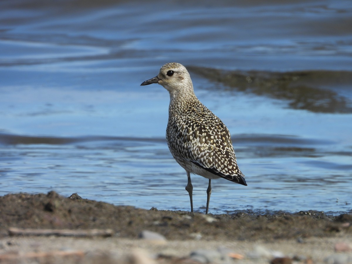 Black-bellied Plover - ML624227762