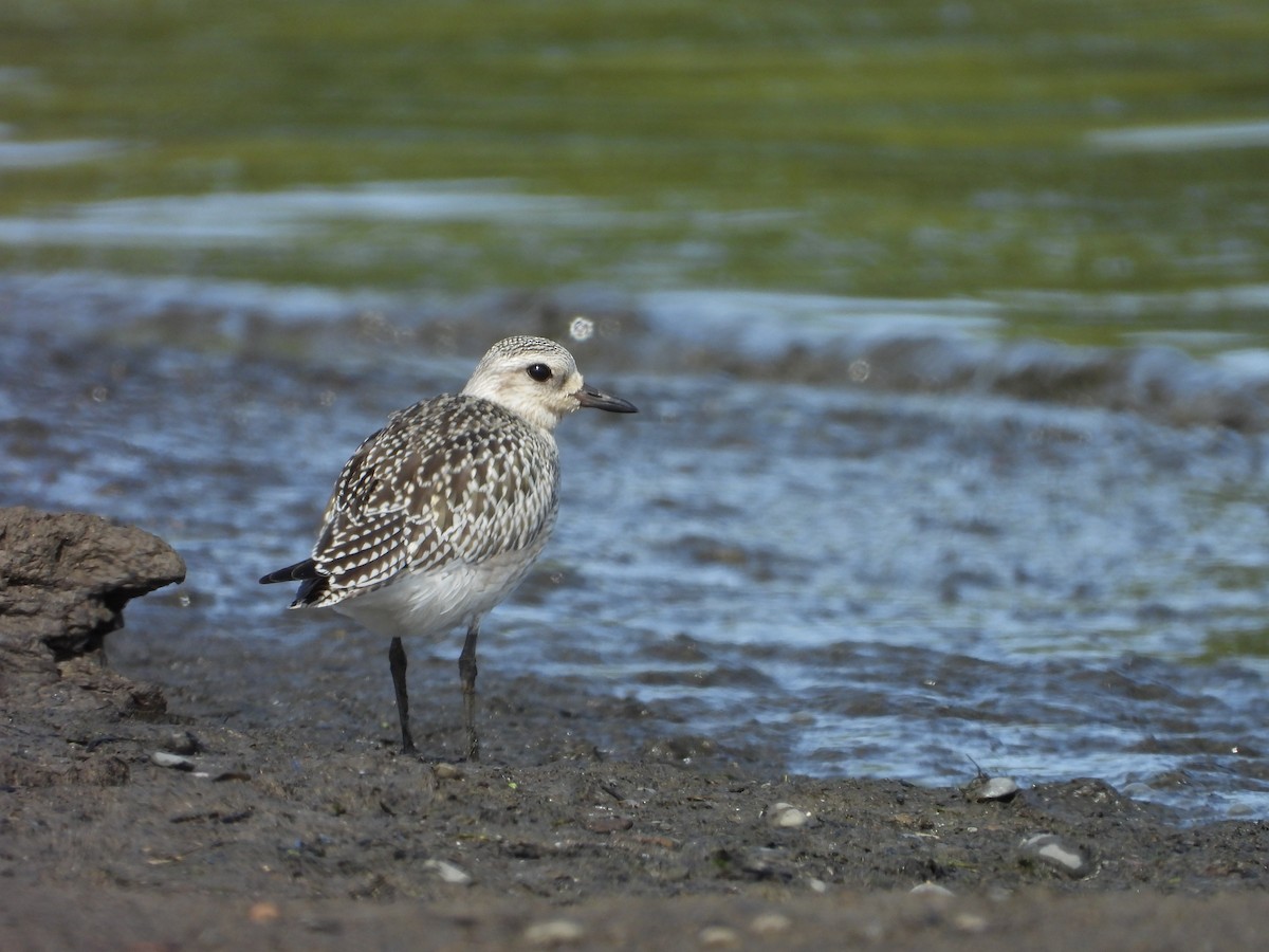 Black-bellied Plover - ML624227763