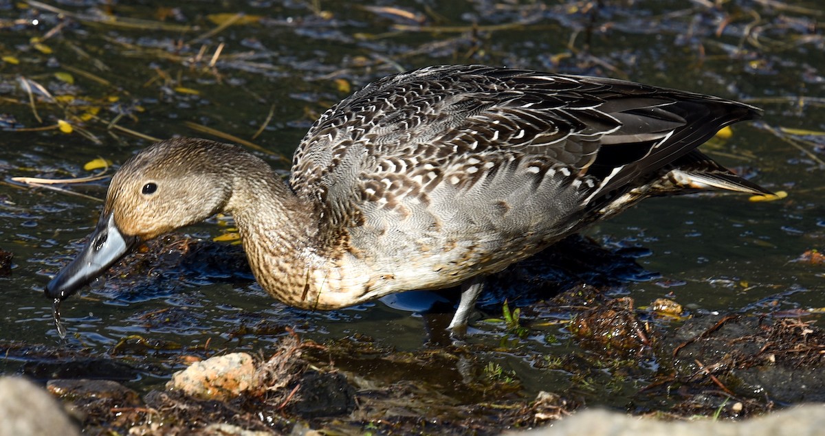 Northern Pintail - ML624227764