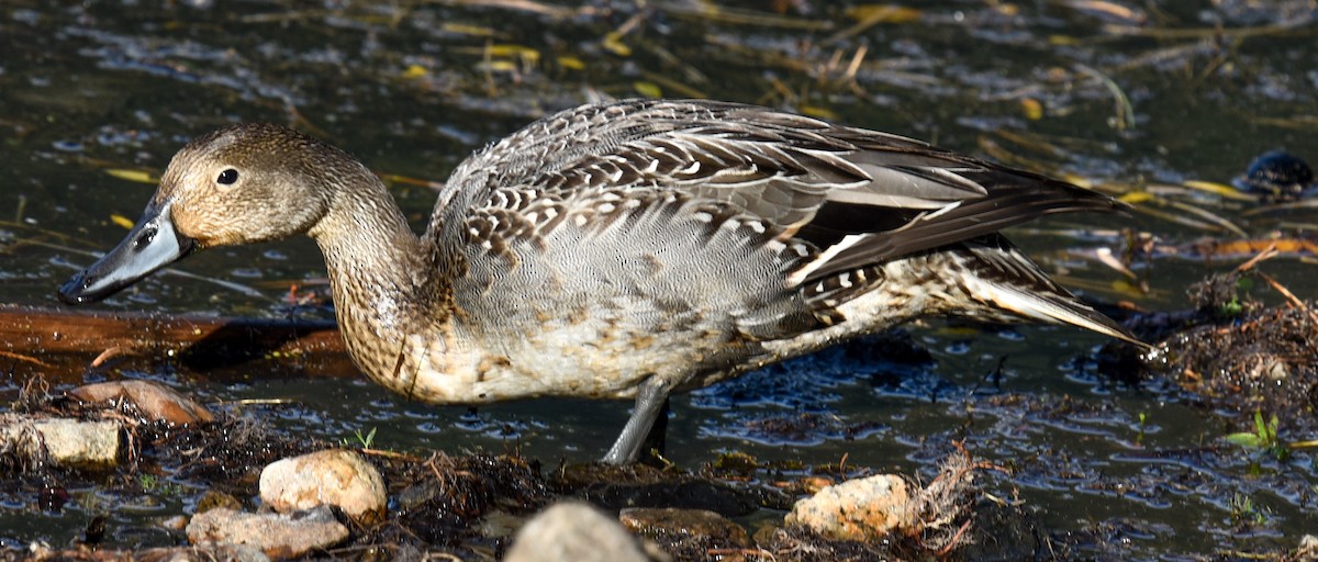 Northern Pintail - ML624227765