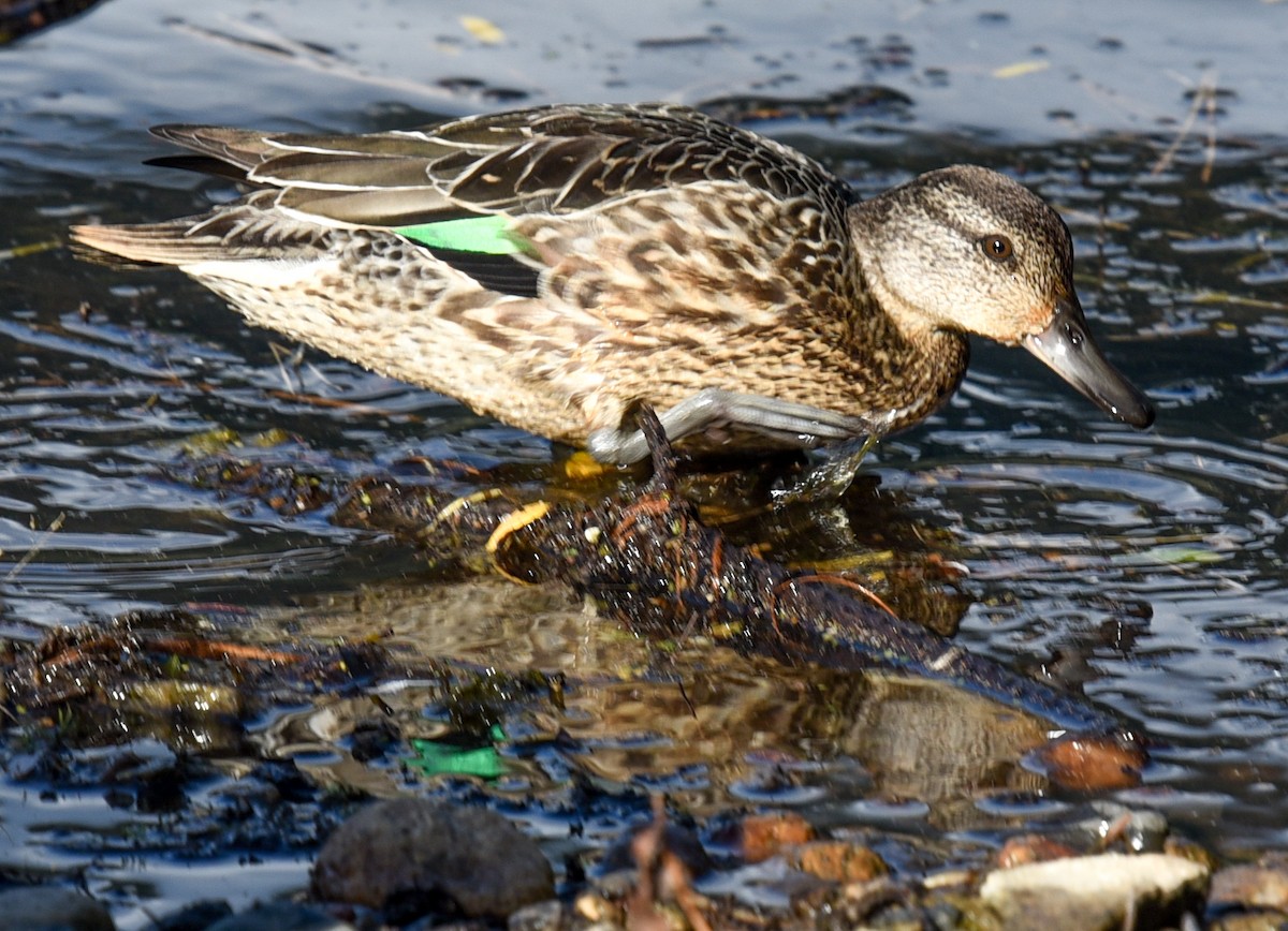 Green-winged Teal - ML624227766