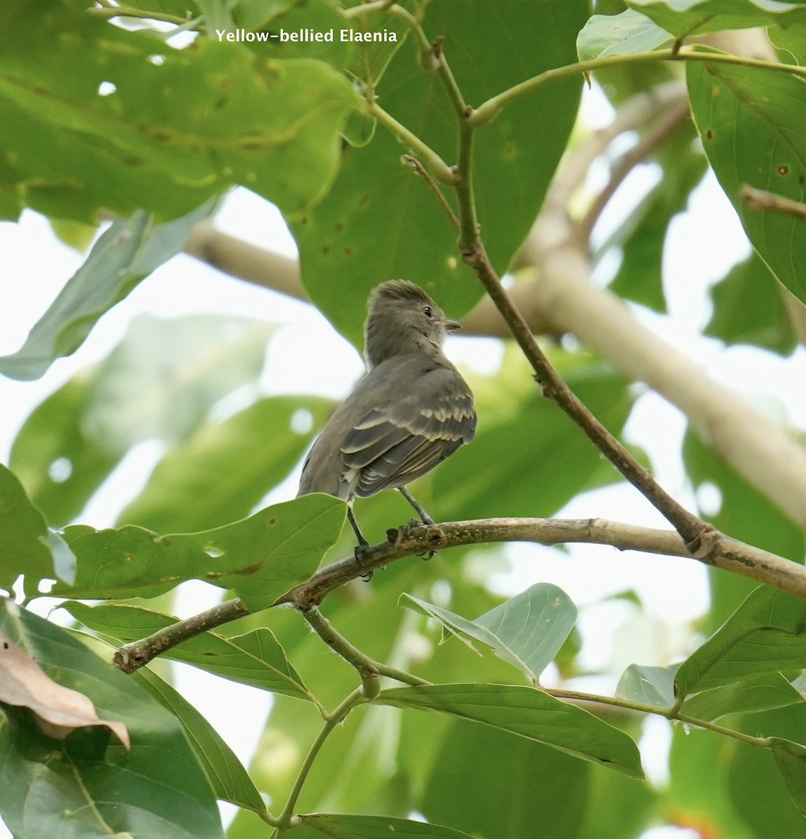 Yellow-bellied Elaenia - ML624227767