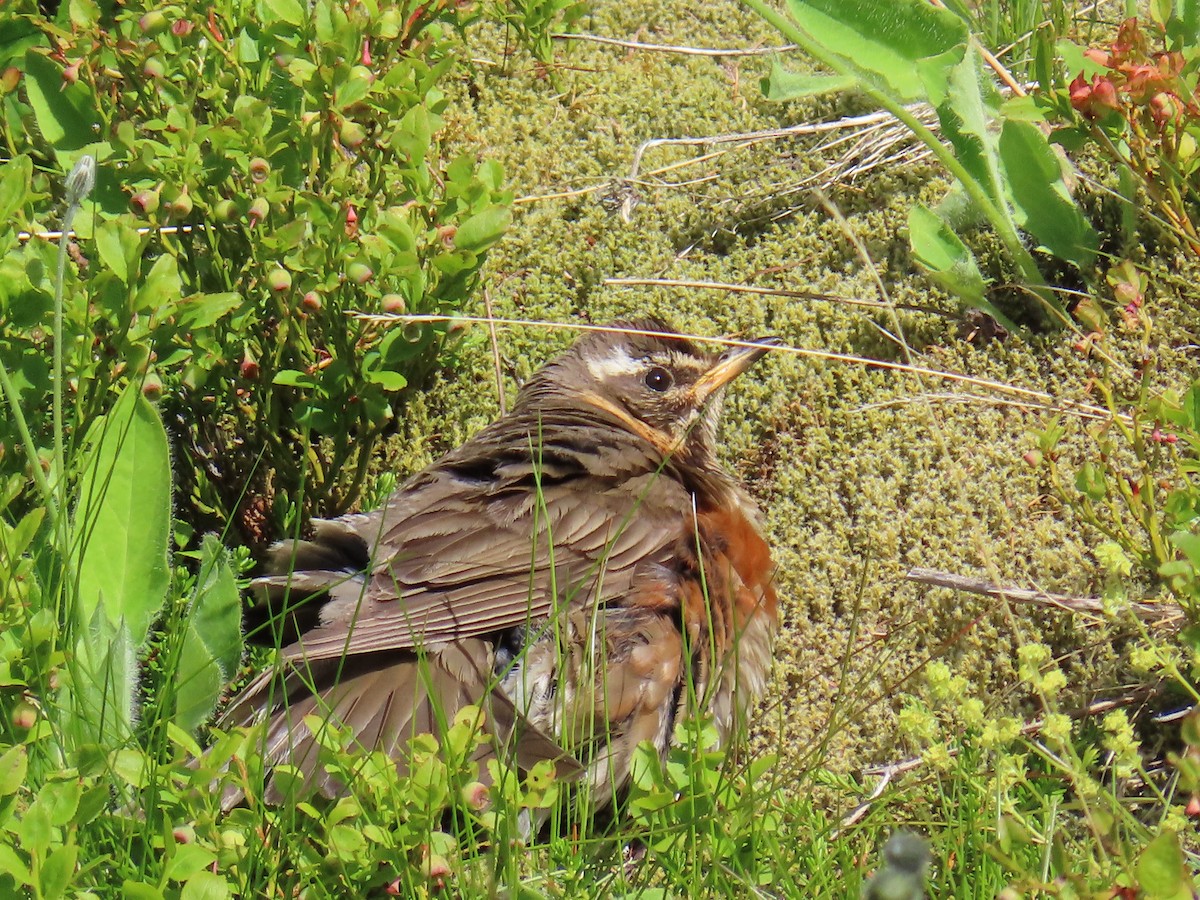 Redwing - Eddie Cooney