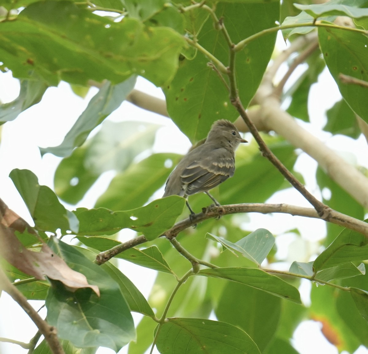 Yellow-bellied Elaenia - ML624227770