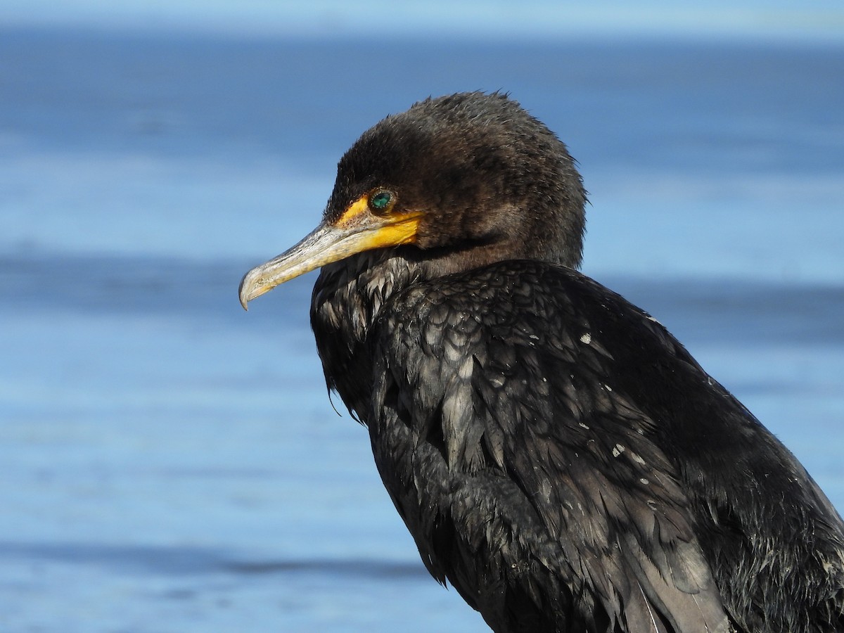 Double-crested Cormorant - ML624227771