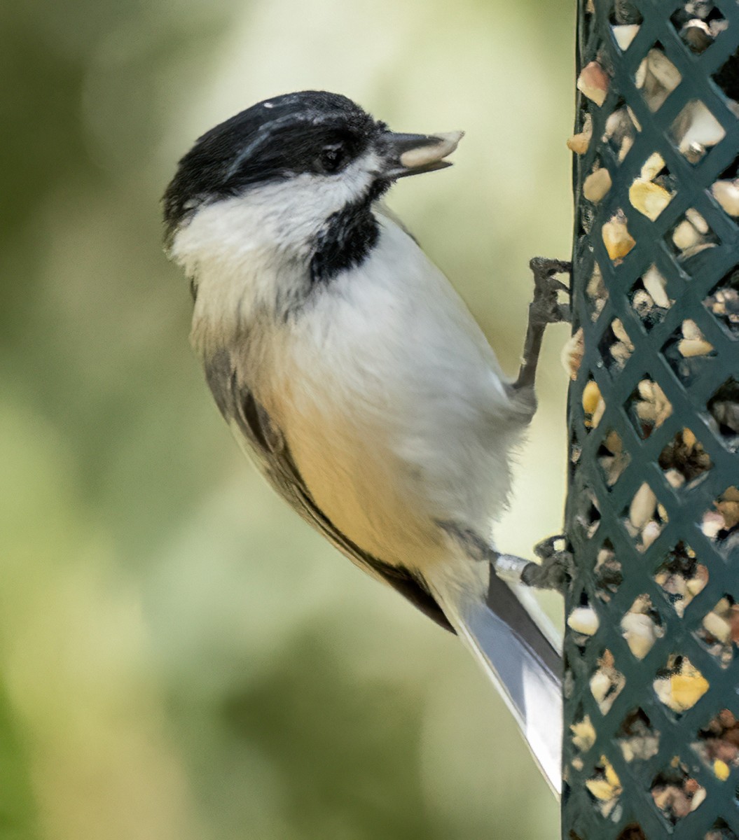 Black-capped Chickadee - ML624227775