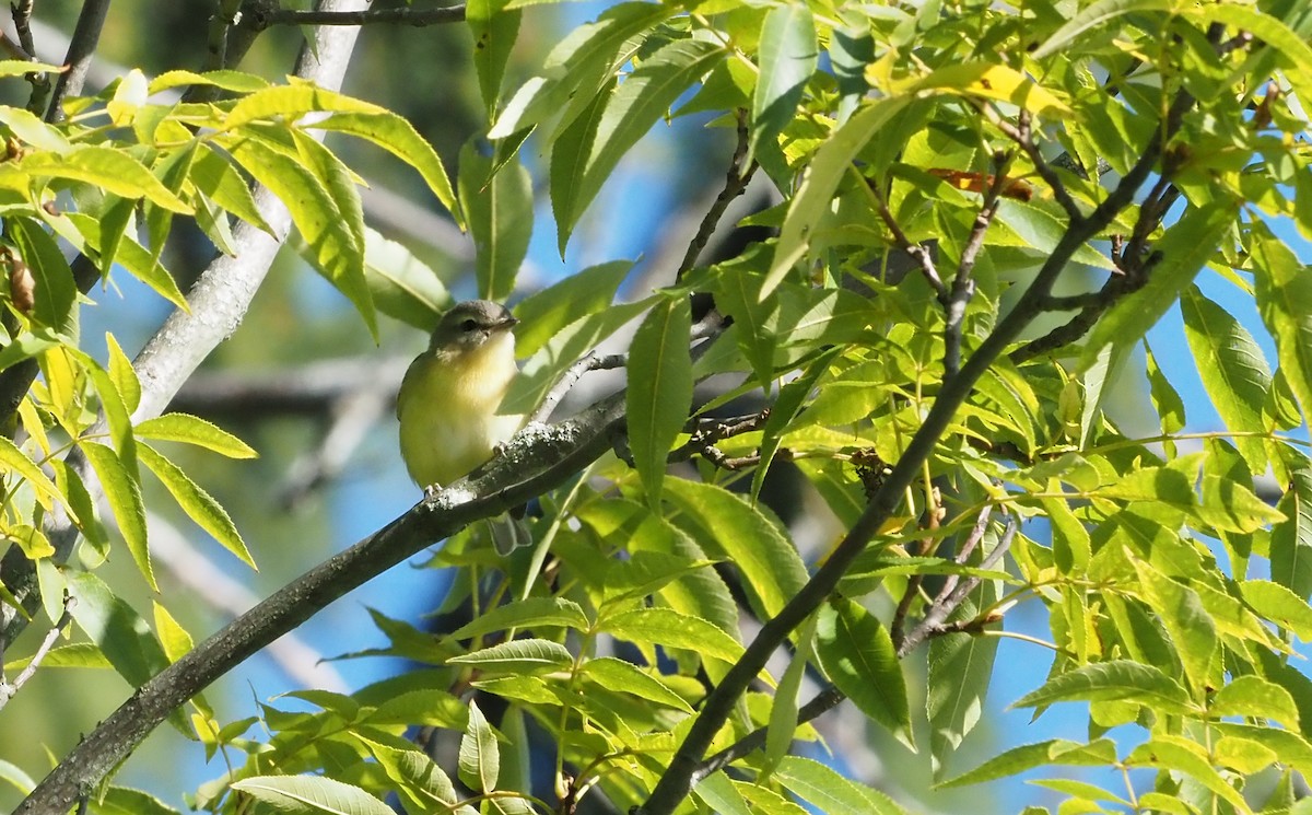 Philadelphia Vireo - ML624227776