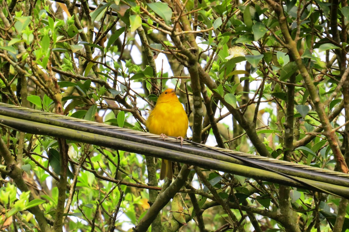 Saffron Finch - ML624227779