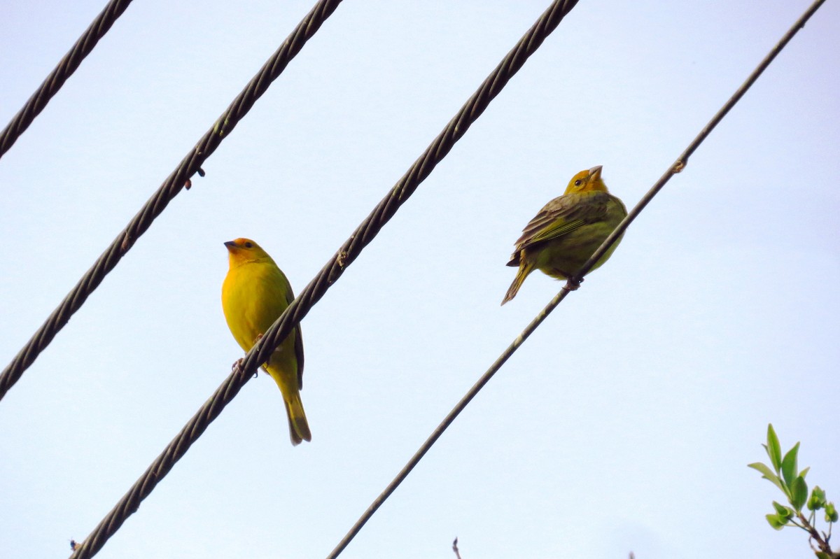 Saffron Finch - ML624227780