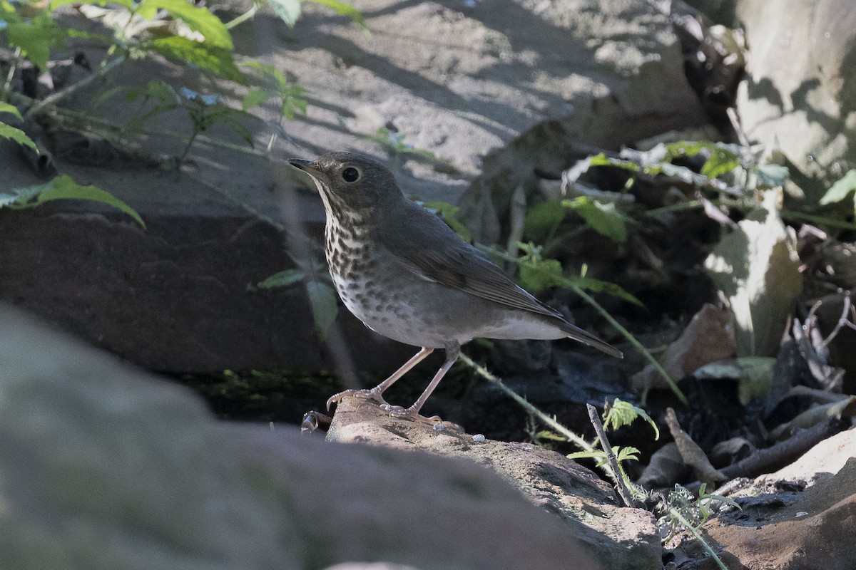 Swainson's Thrush - ML624227781