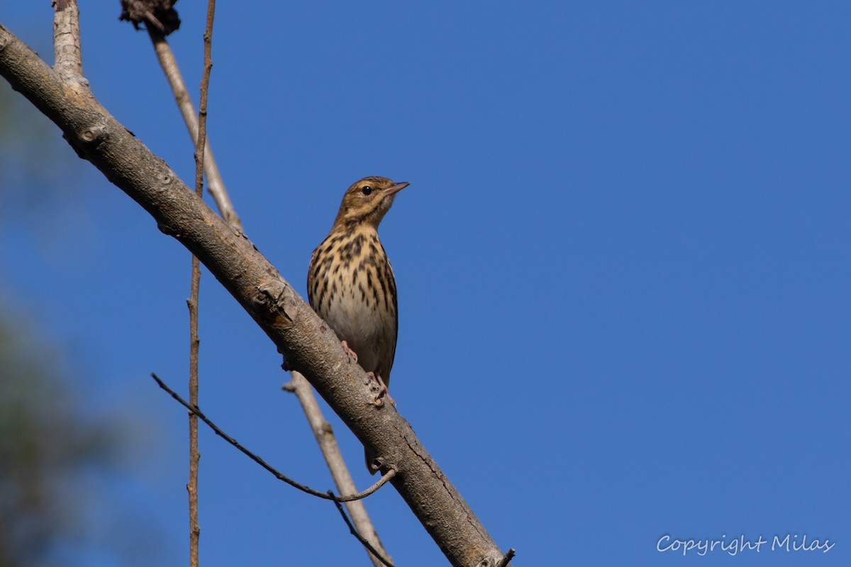 Tree Pipit - ML624227782