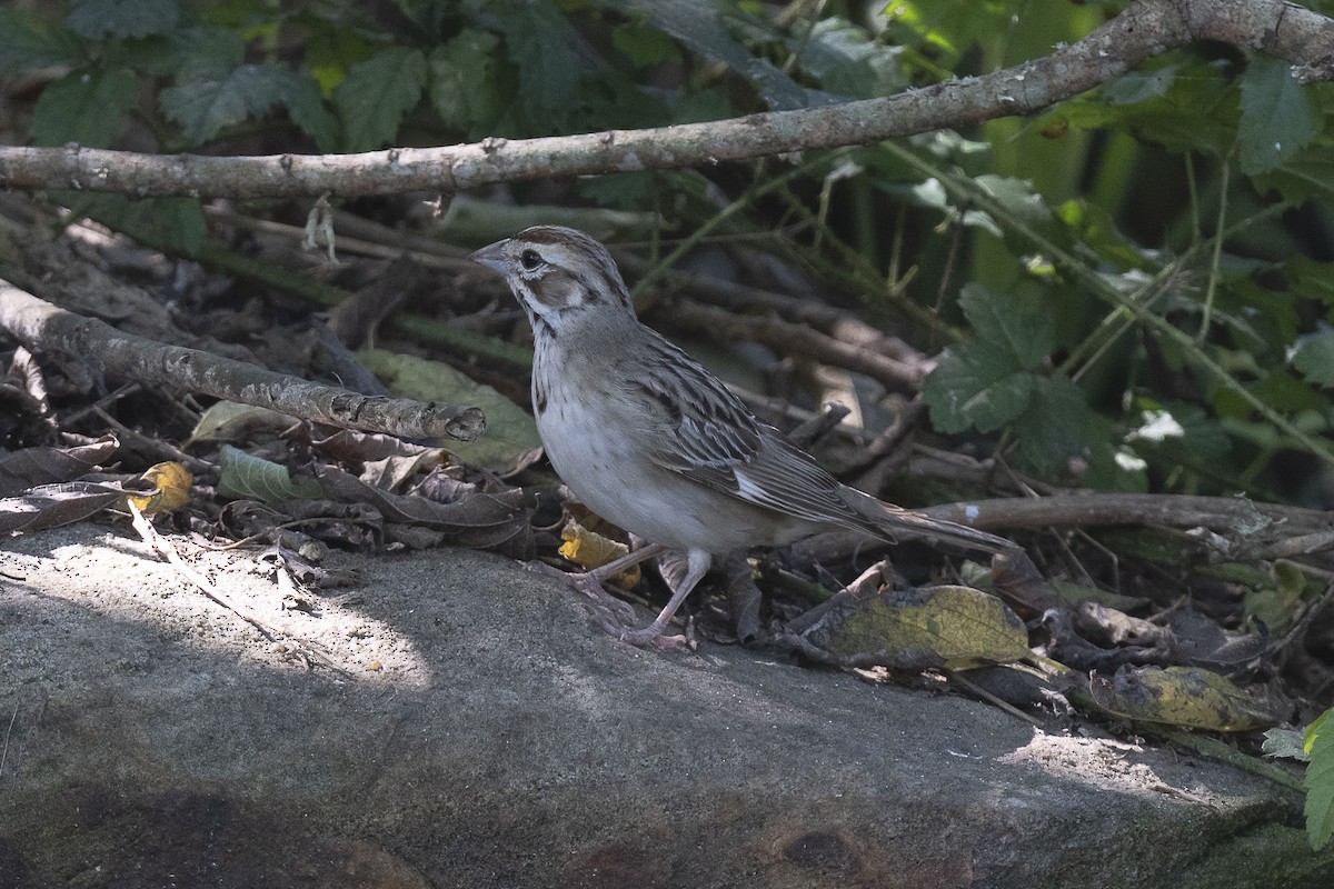 Lark Sparrow - ML624227784