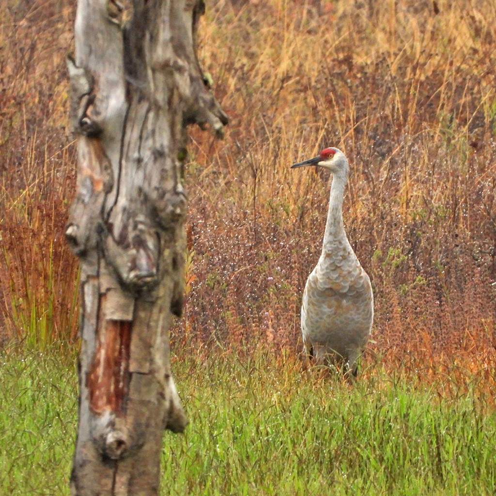 Sandhill Crane - ML624227786