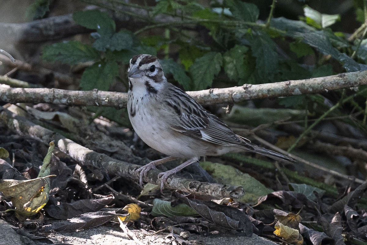 Lark Sparrow - ML624227787