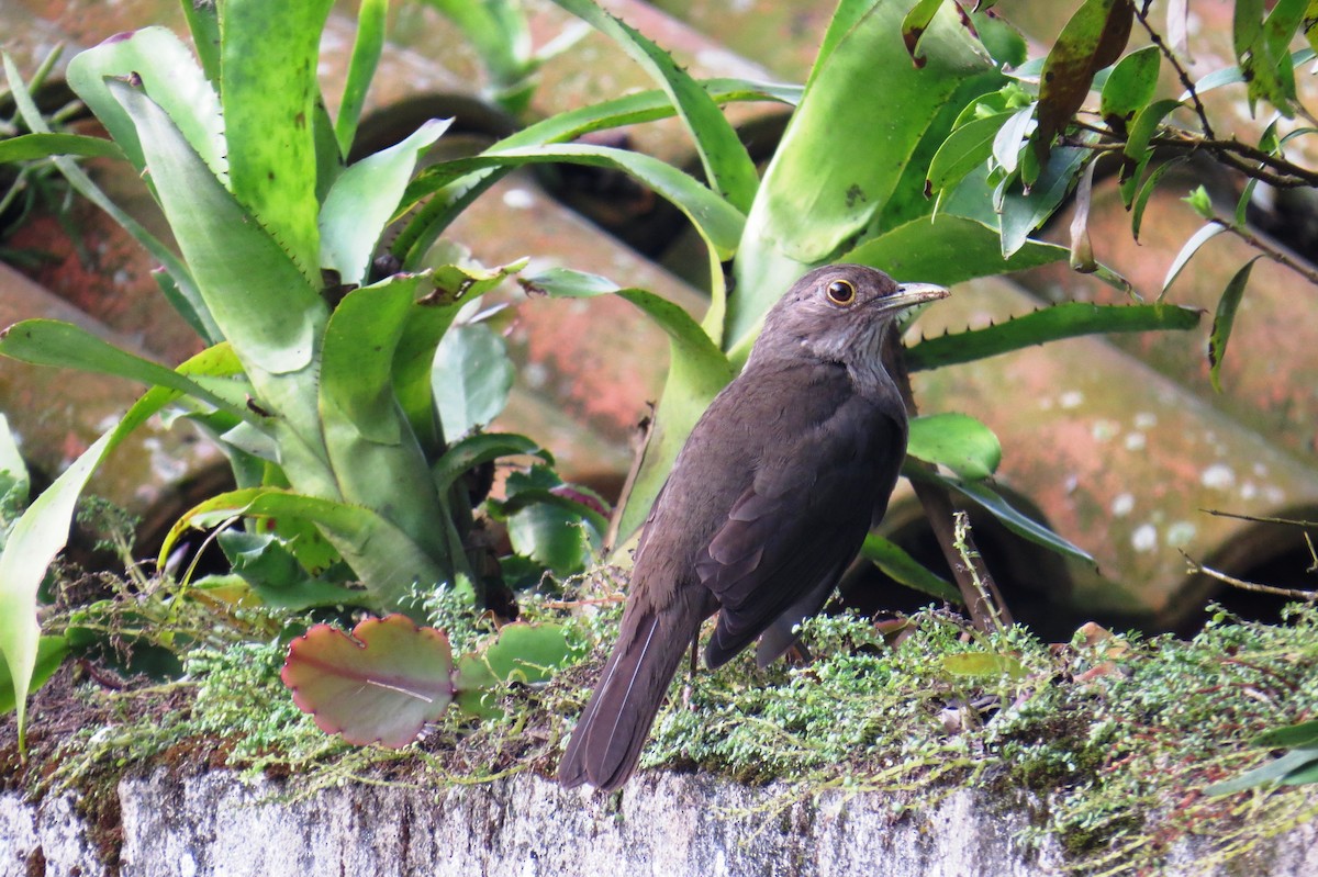 Pale-breasted Thrush - ML624227788