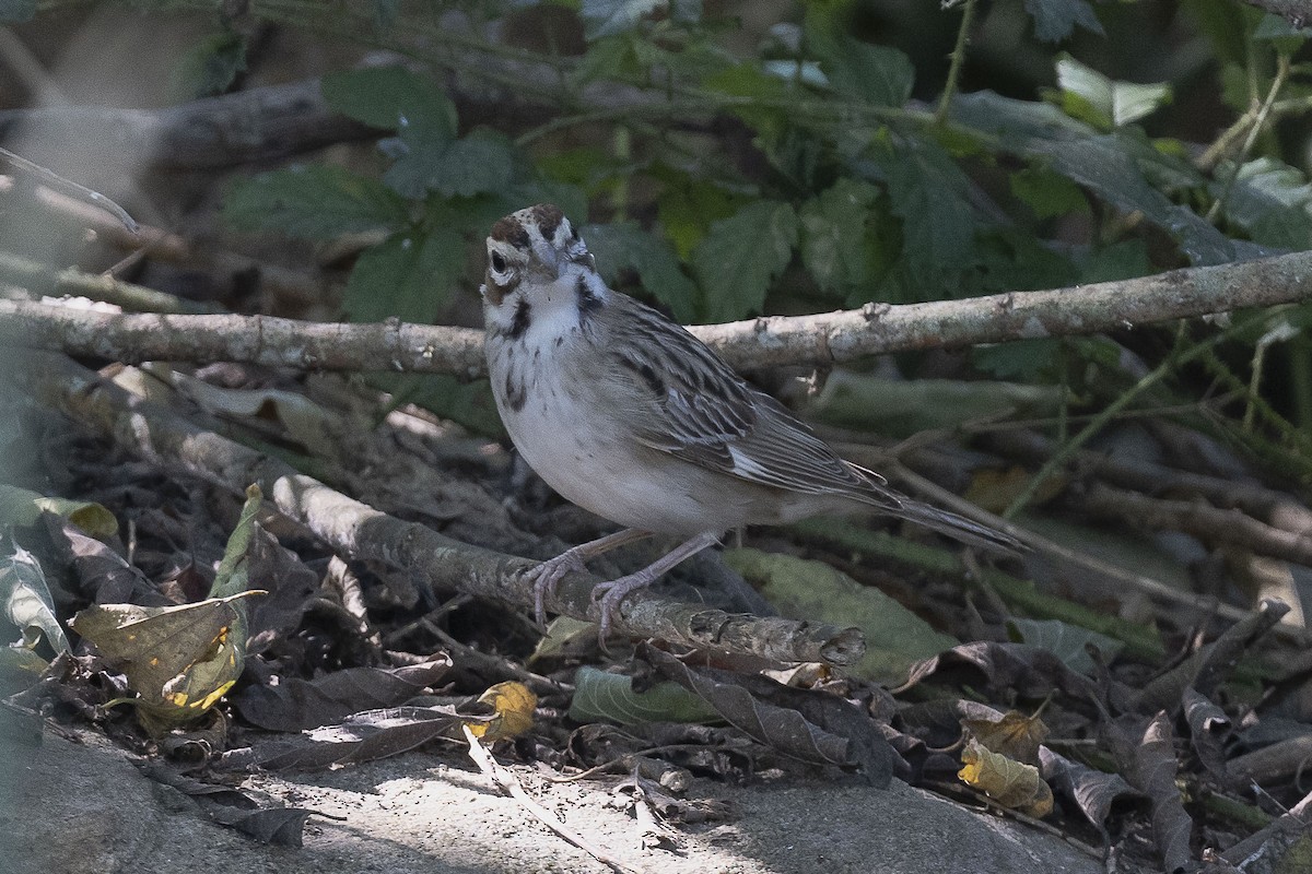 Lark Sparrow - ML624227790