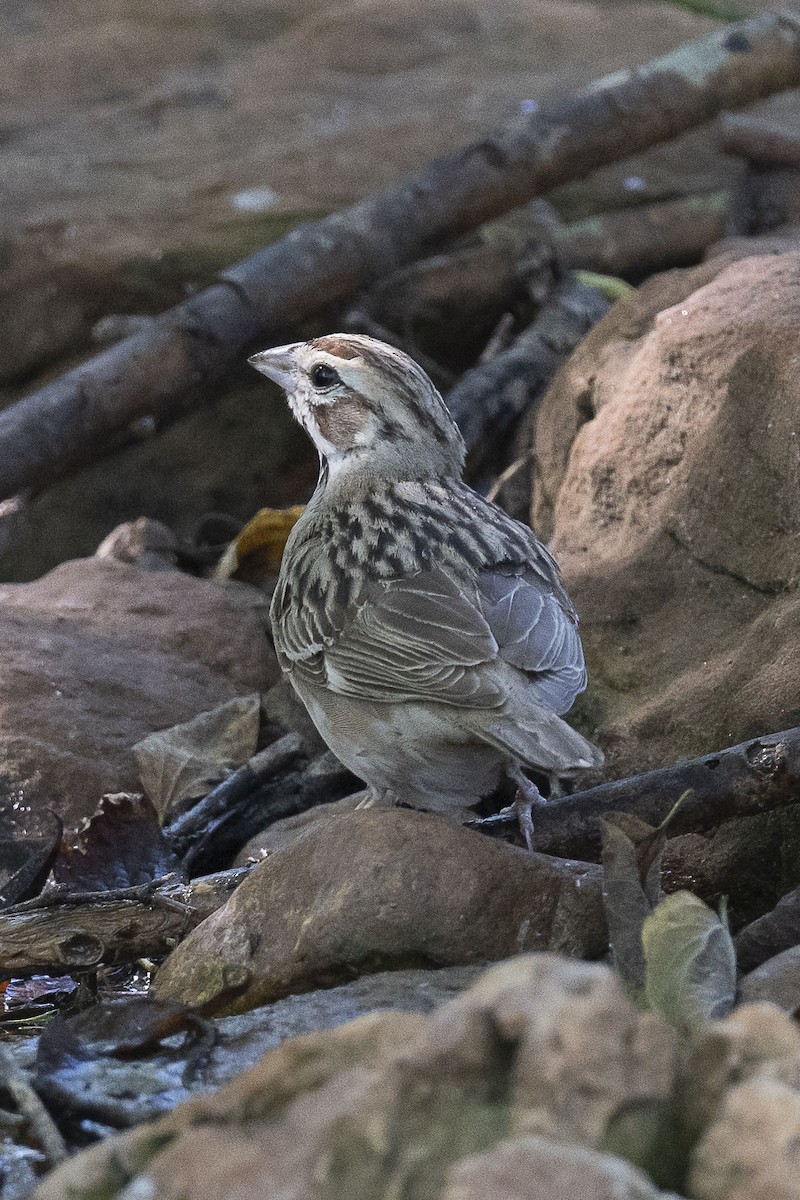 Lark Sparrow - ML624227791