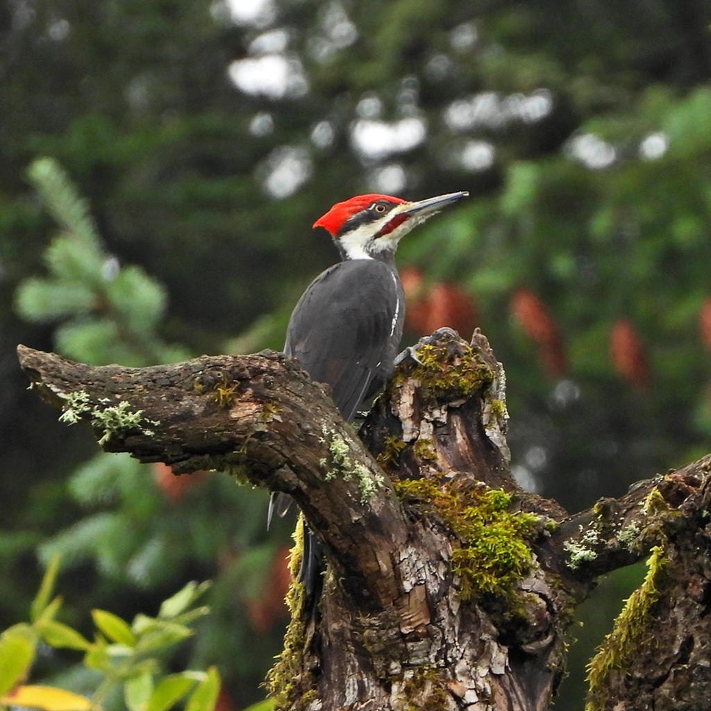 Pileated Woodpecker - ML624227793