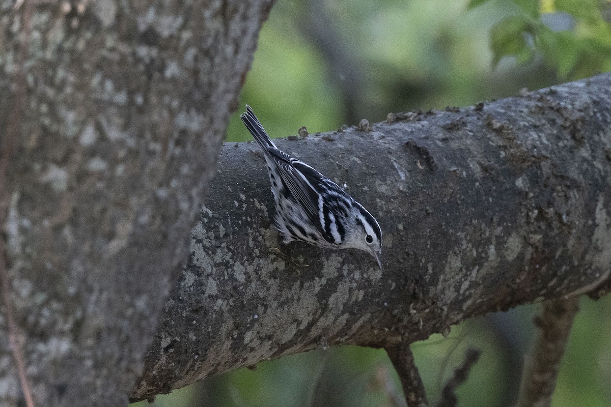 Black-and-white Warbler - ML624227794