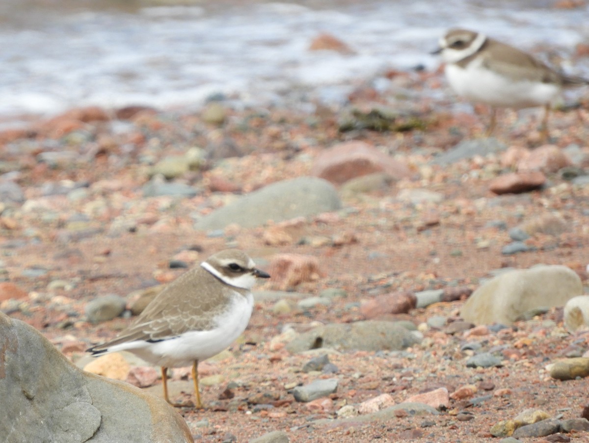 Semipalmated Plover - ML624227804