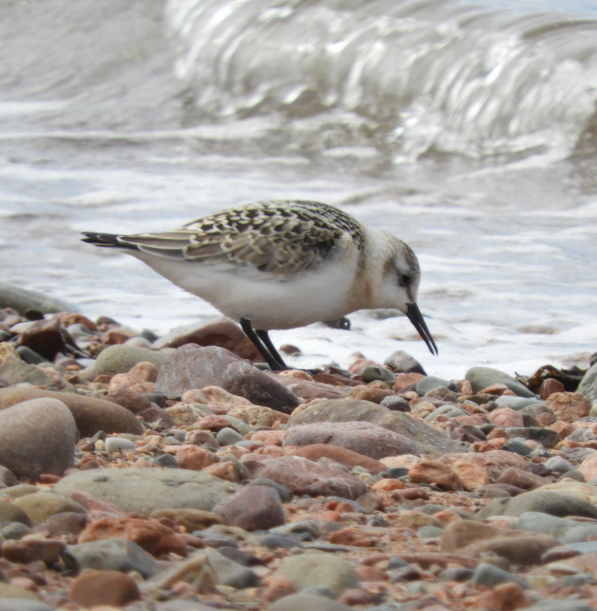 Sanderling - ML624227811