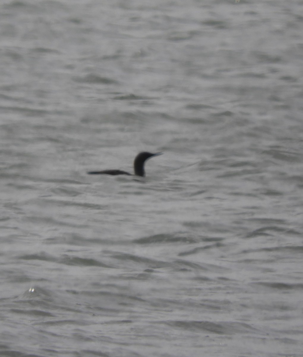 Red-throated Loon - ML624227826