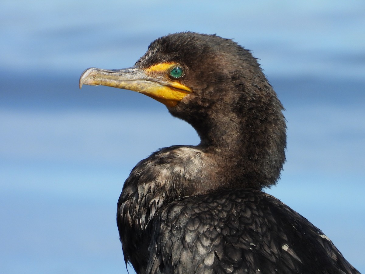 Double-crested Cormorant - ML624227836