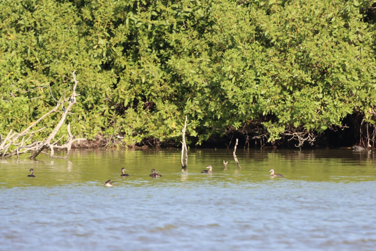 Pied-billed Grebe - ML624227872