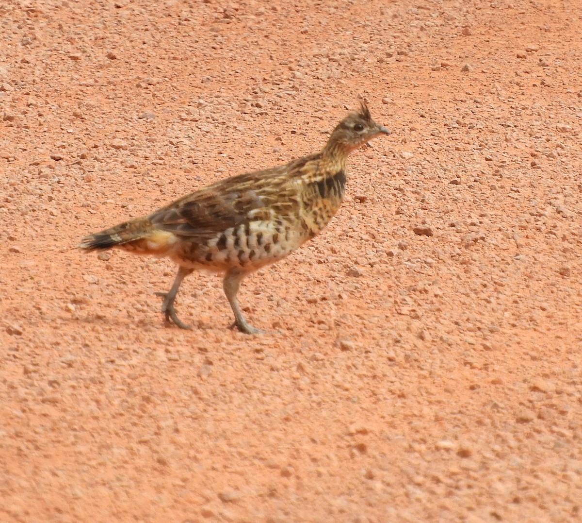 Ruffed Grouse - ML624227897