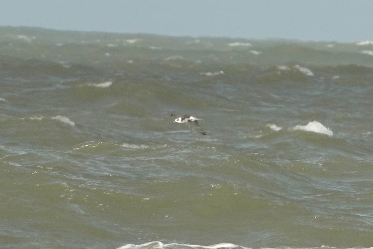 Black Tern - Alena Capek