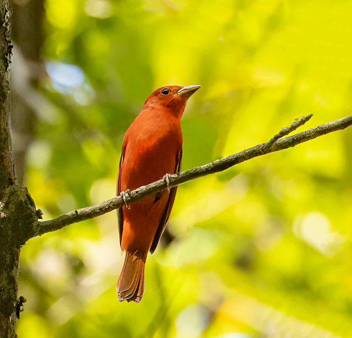 Scarlet Tanager - ML624227959