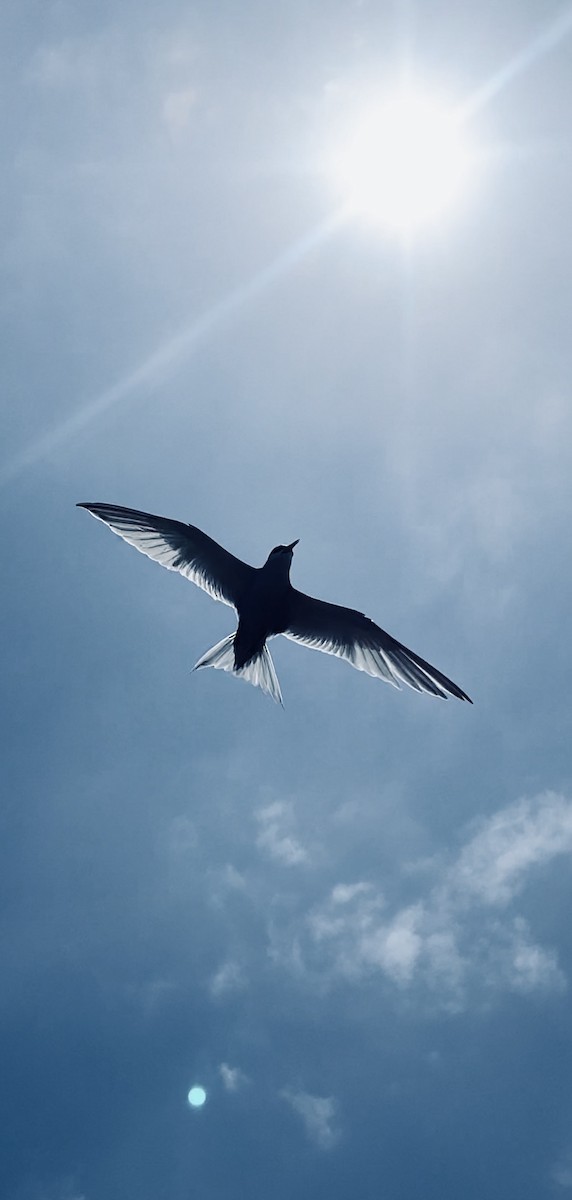 Peruvian Tern - ML624227998