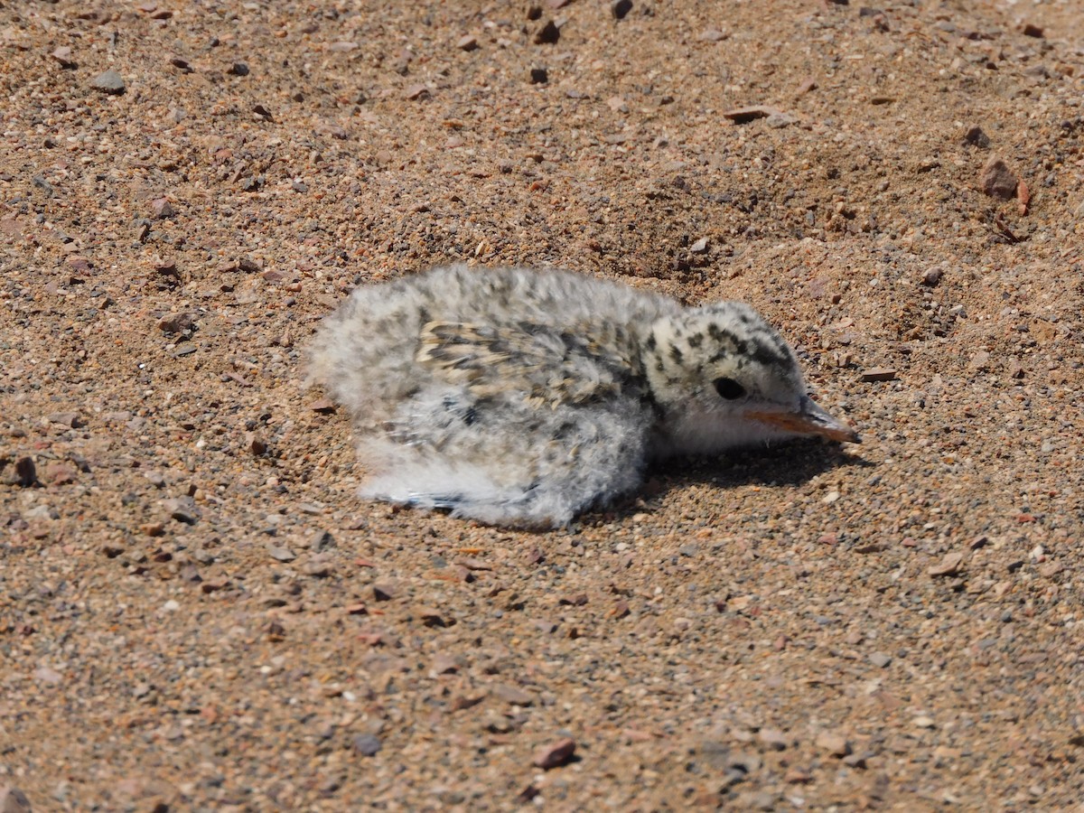 Peruvian Tern - ML624228001