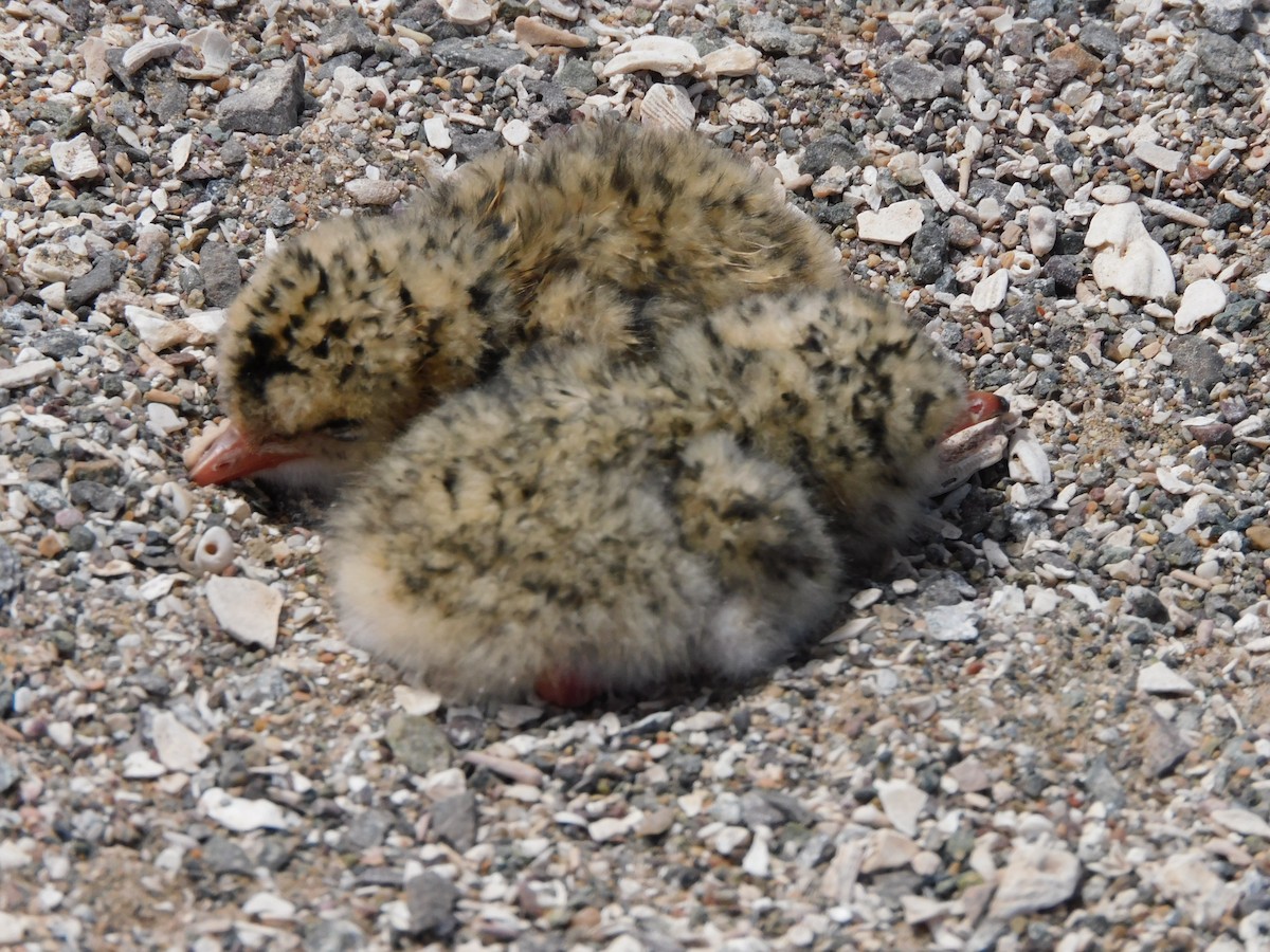 Peruvian Tern - David Villena Opazo