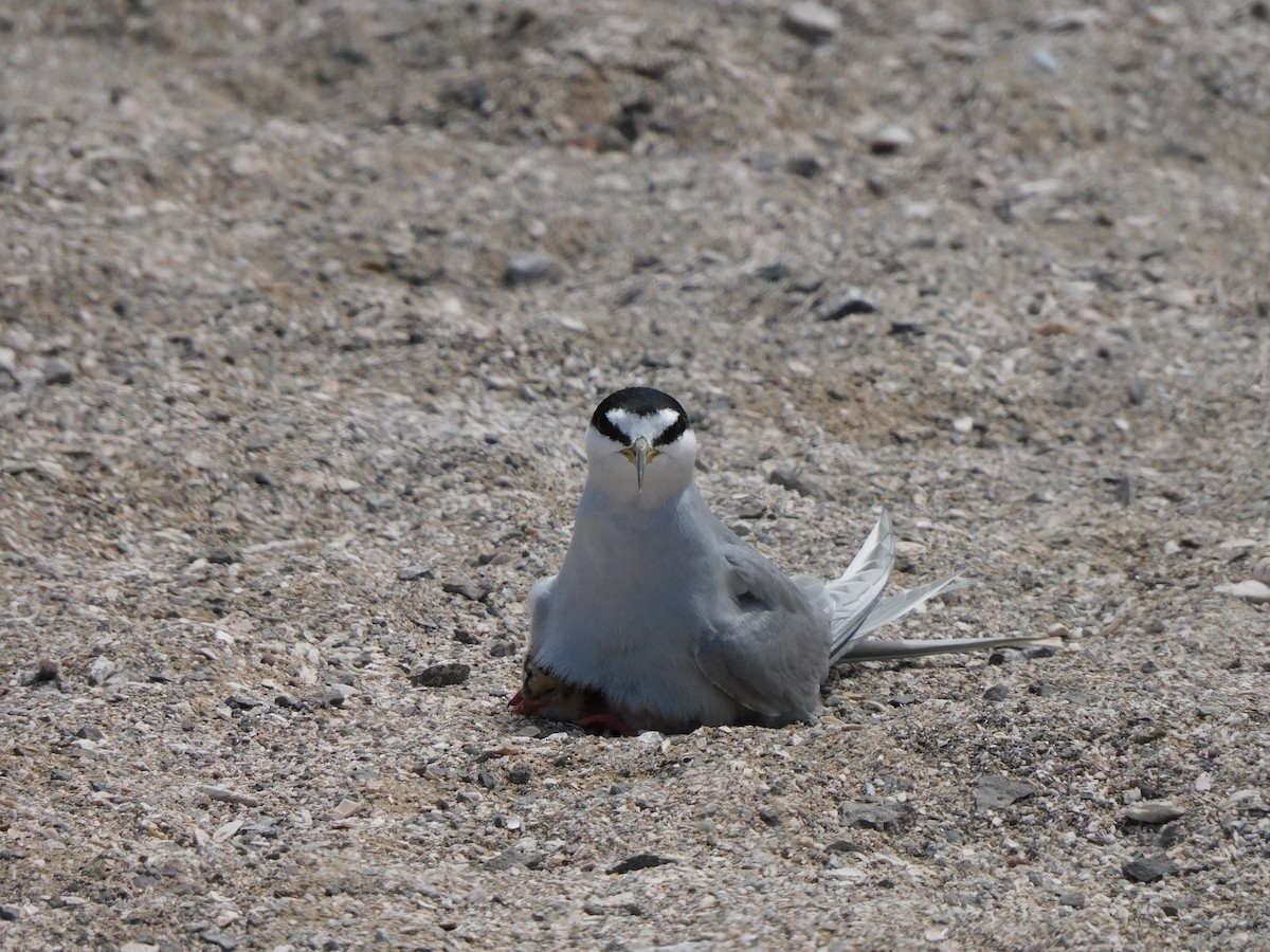 Peruvian Tern - ML624228003