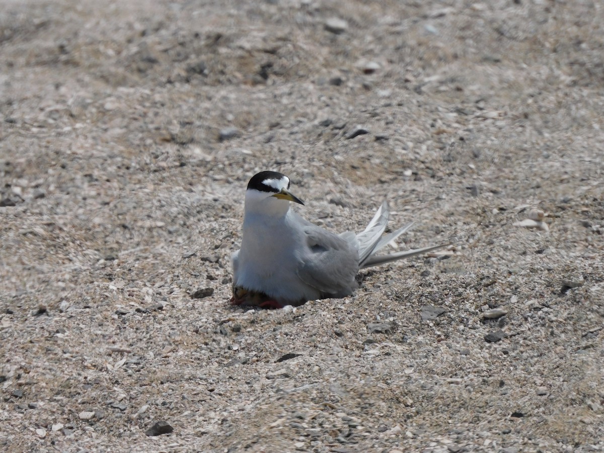 Peruvian Tern - ML624228004