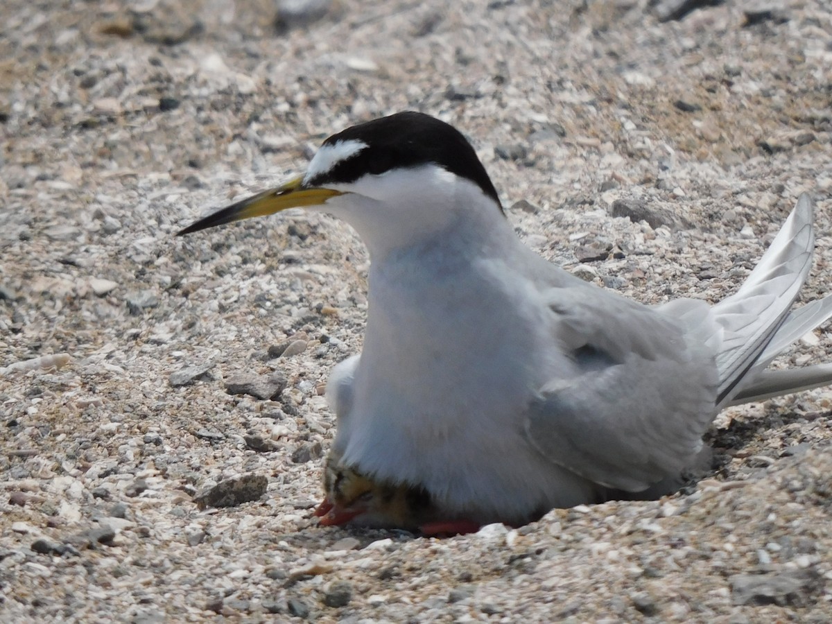 Peruvian Tern - David Villena Opazo